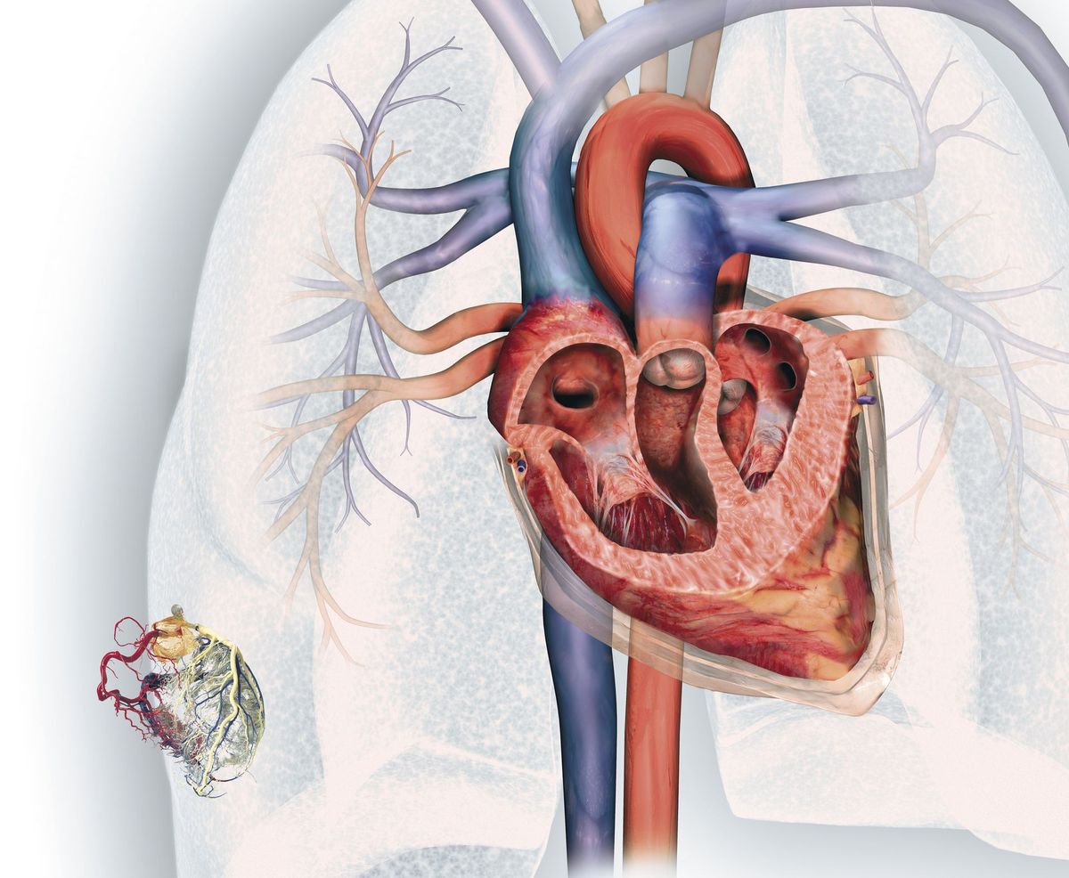 Arterie coronarie