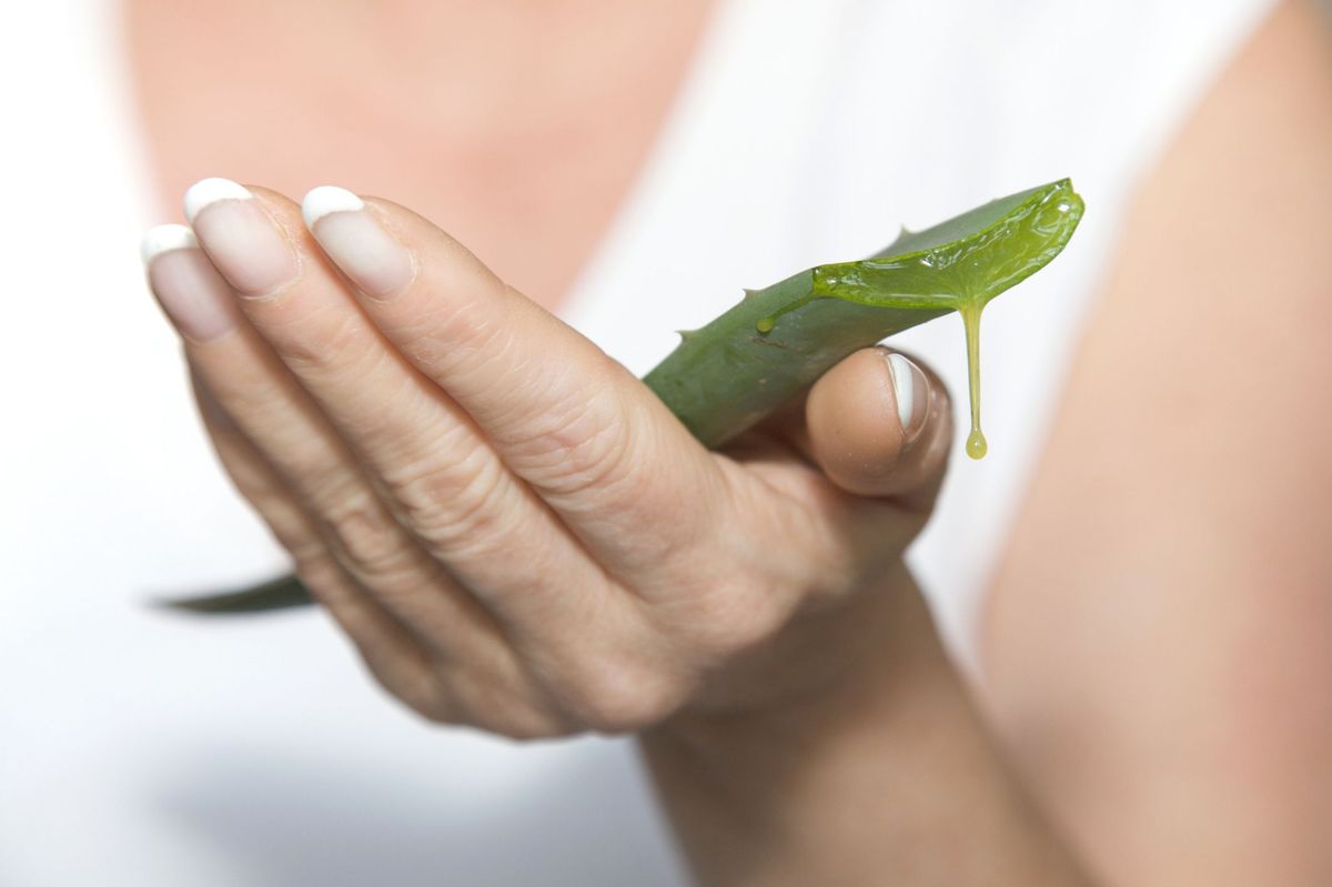 Incredibili benefici di aloe vera (Aloe vera)