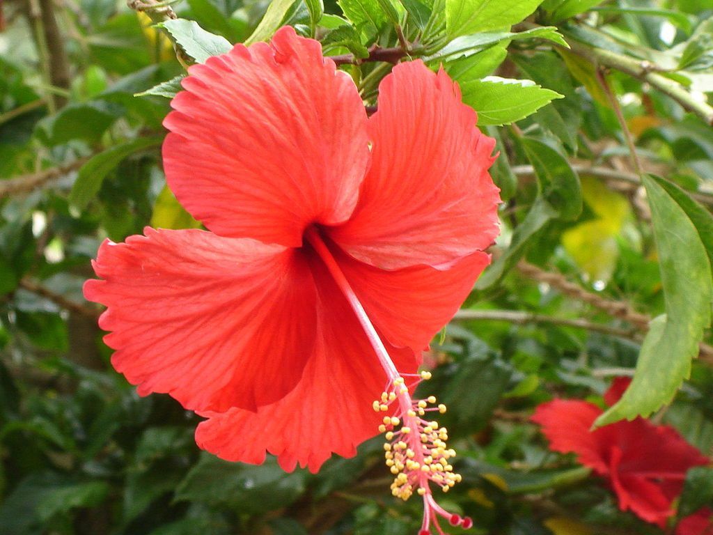 Beneficiile florii din Jamaica de a pierde in greutate si multe altele