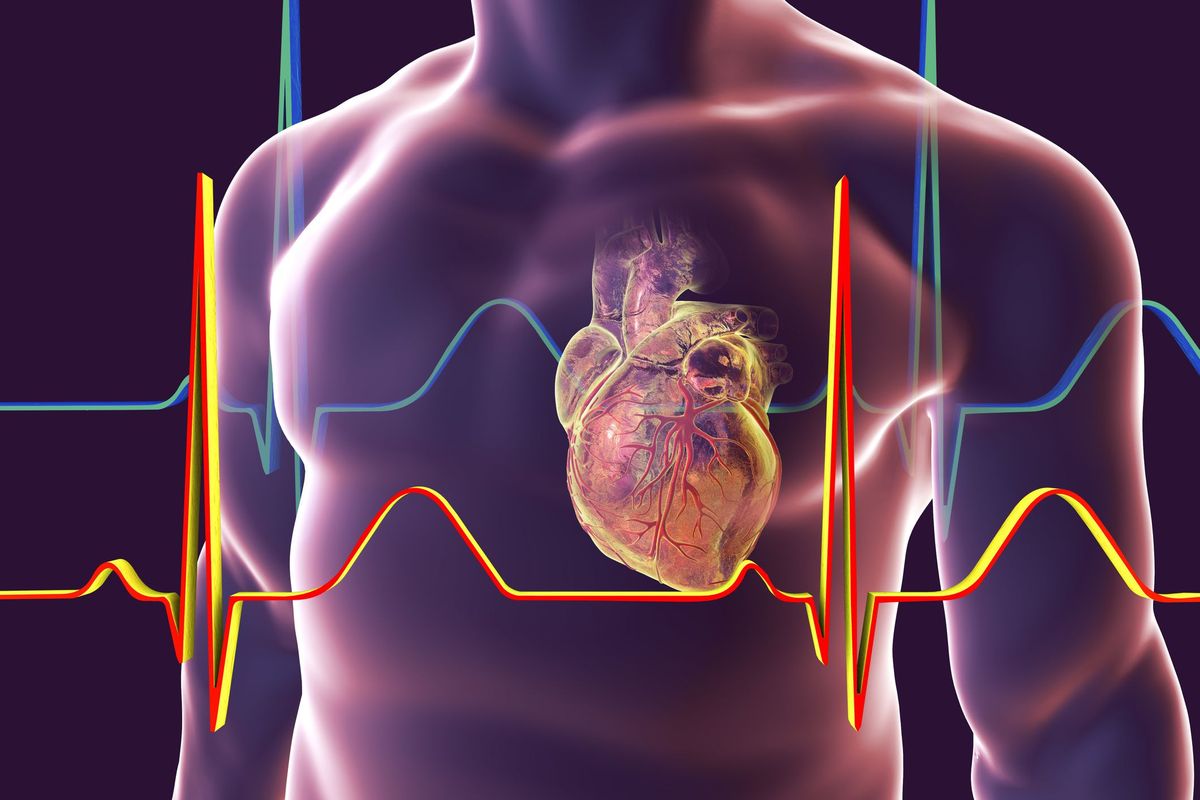 Jaký je elektrický systém srdce?