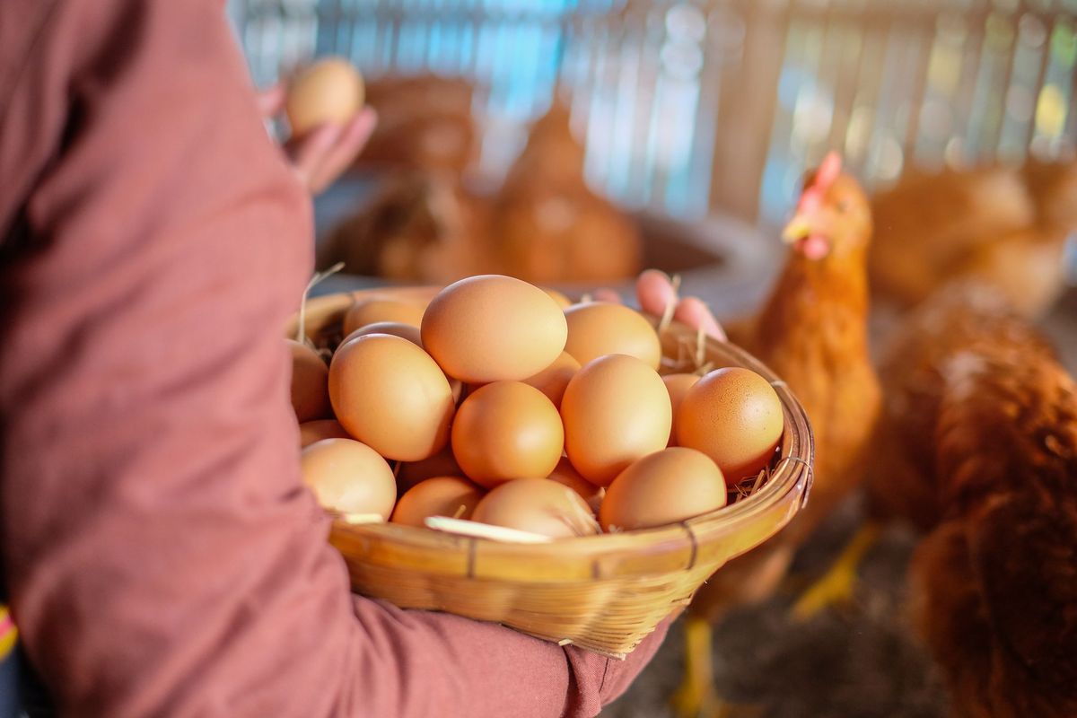 Jak snáší kuřata vajíčka?