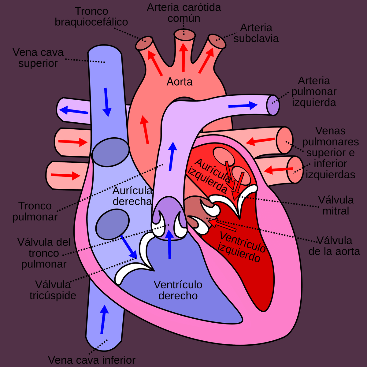 Pohyby srdeční systoly a diastoly