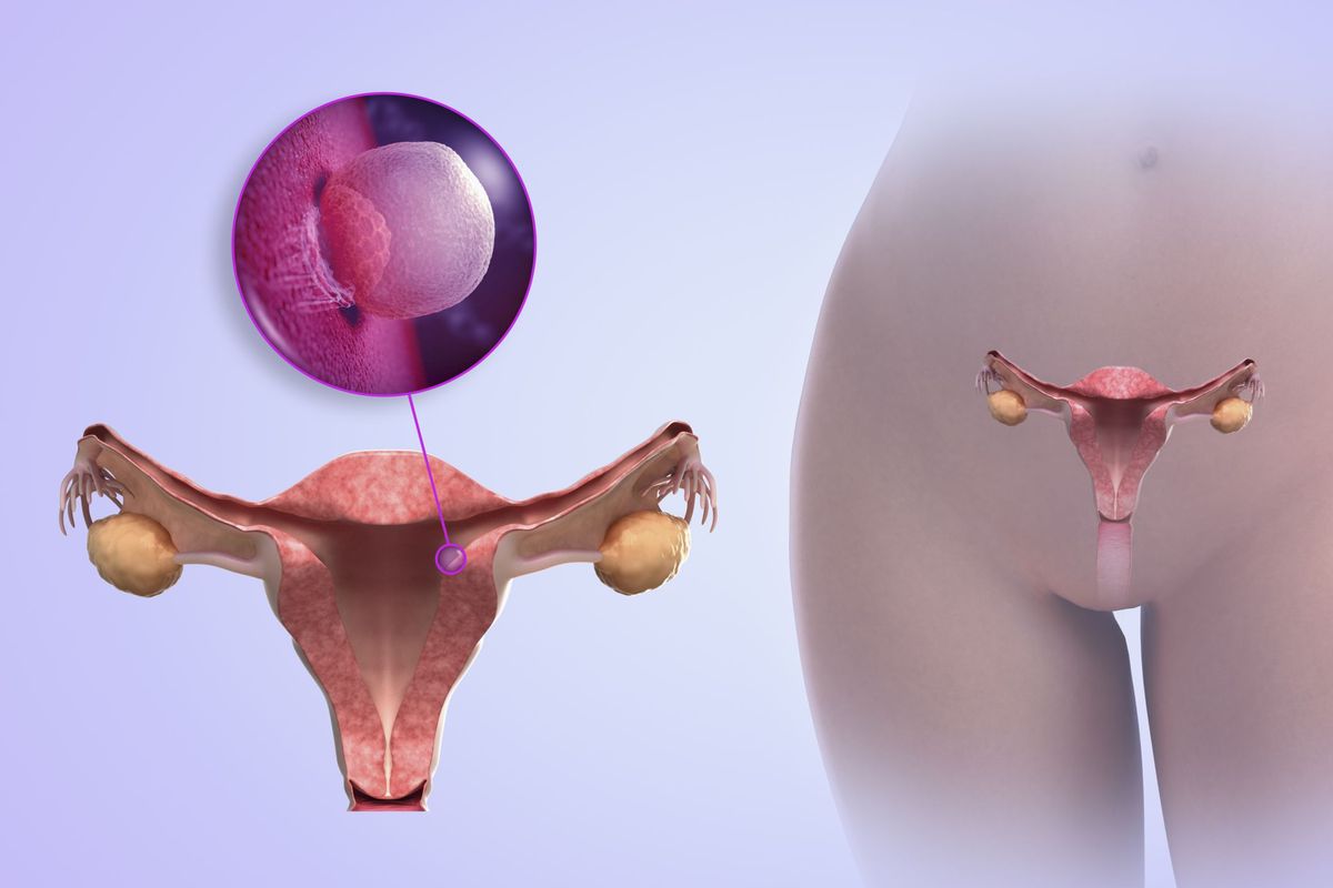 Erster Schwangerschaftsmonat (1 bis 4 Wochen)