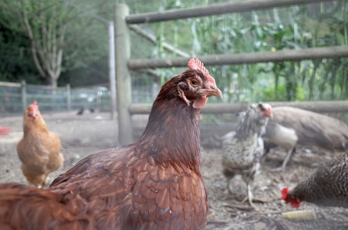 Řešení běžných problémů na kuřecí farmě