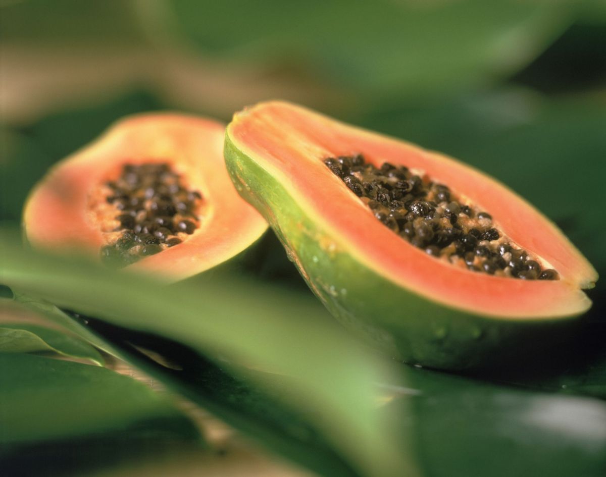 Perdere peso e più benefici con il tè alle foglie di papaya