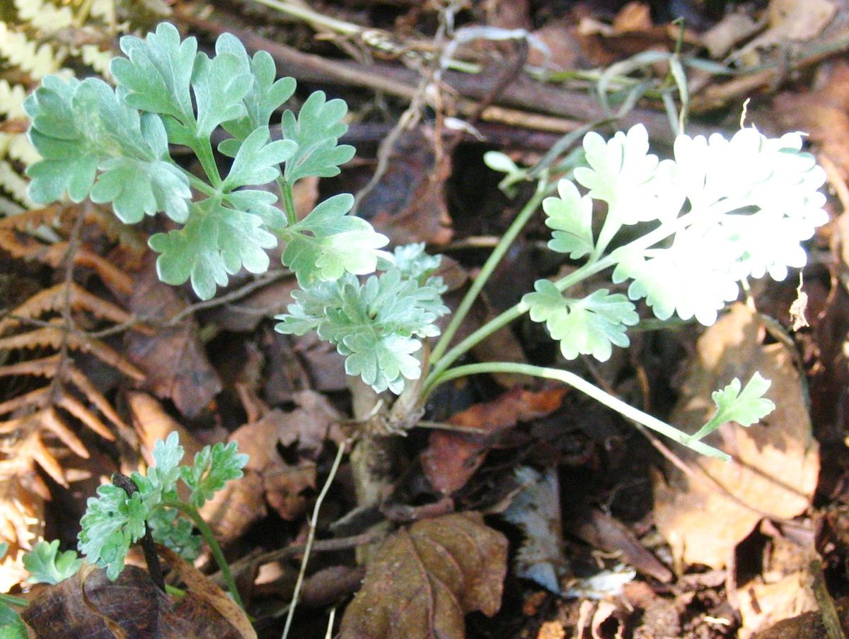 Wormwood l'erba principale per il mal di stomaco