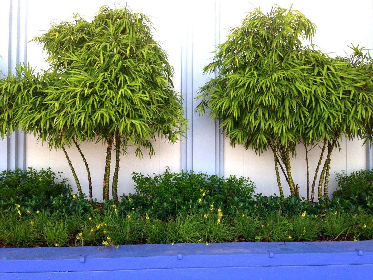 Impara a combinare le piante nel giardino