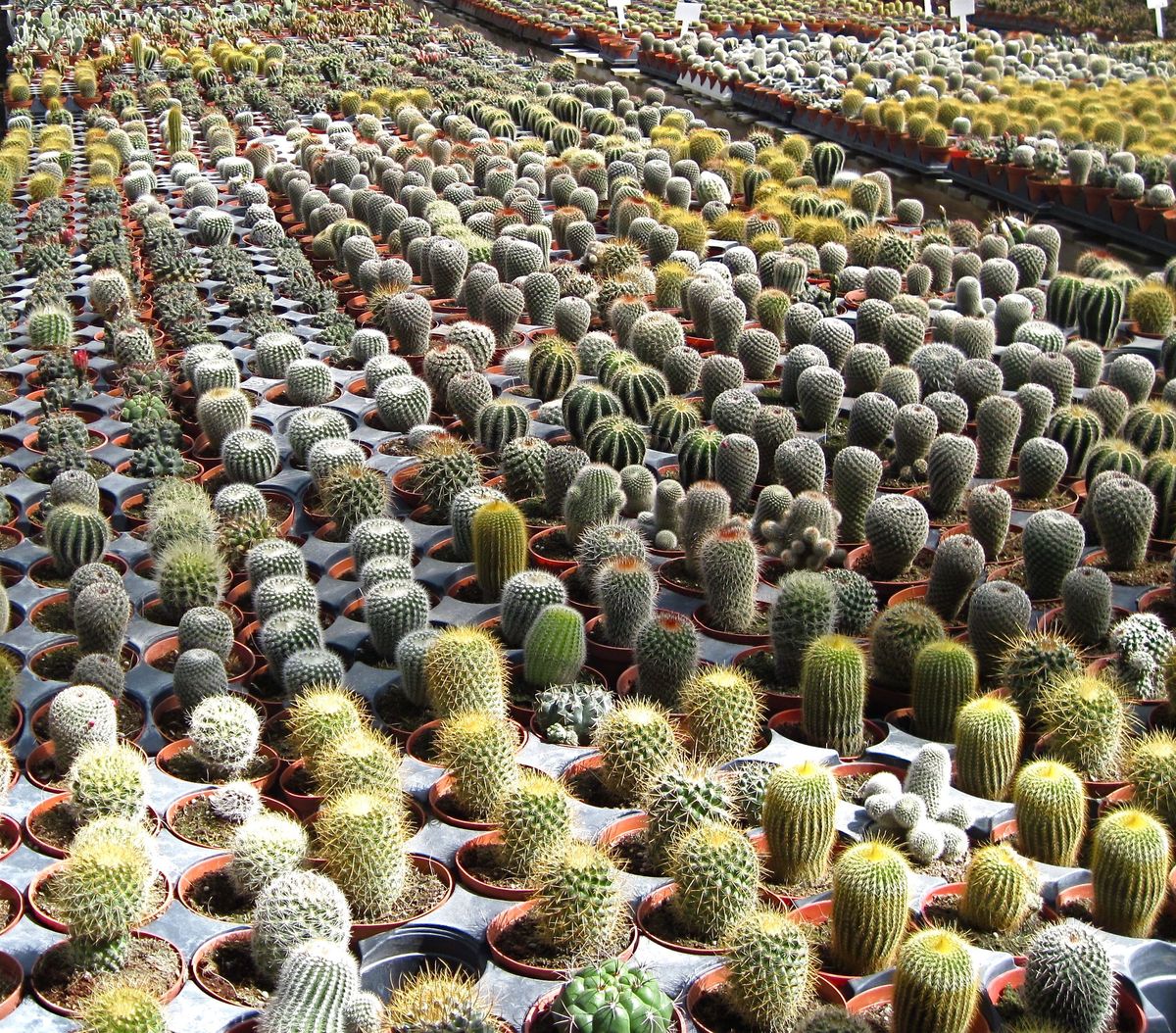 Il maestoso cactus