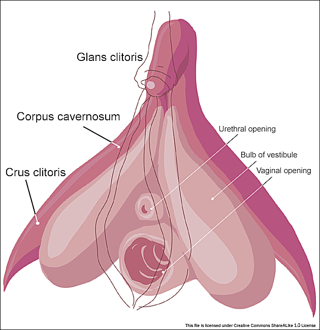 Kas yra klitoris?