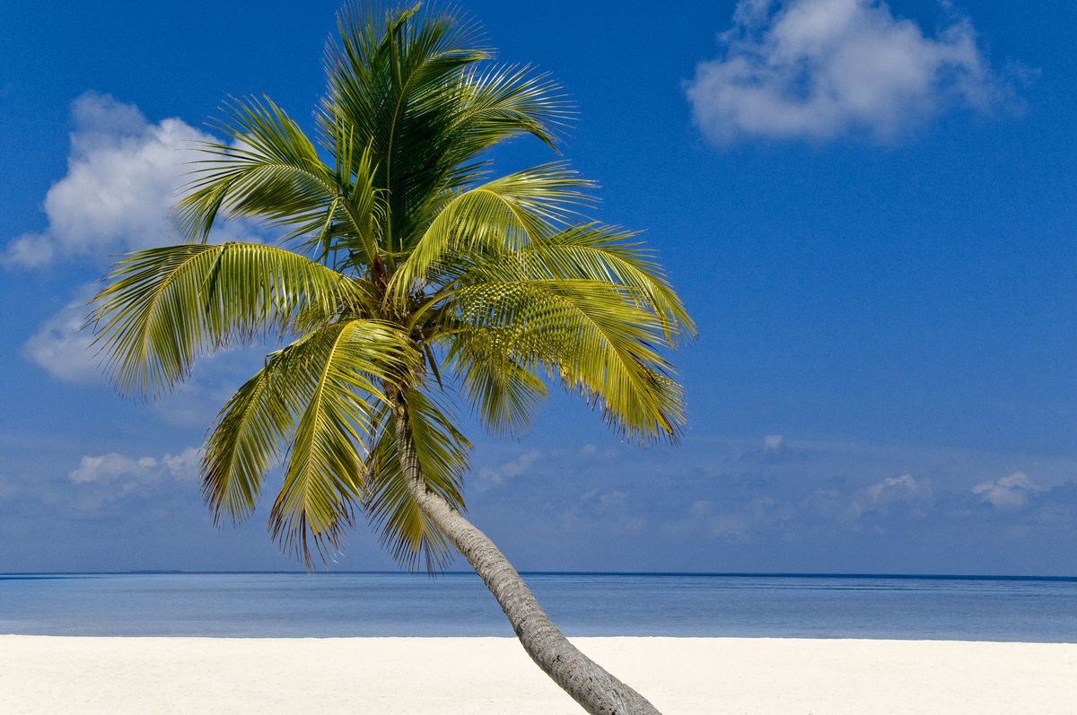 Die Palme oder Kokospalme