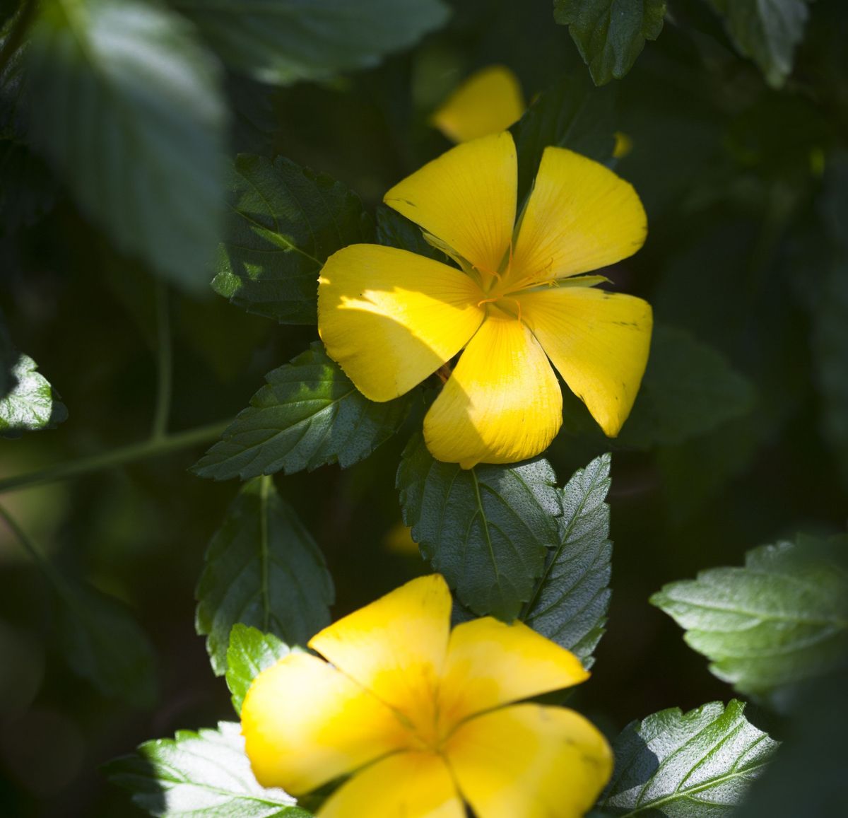 Augalai su geltonomis gėlėmis