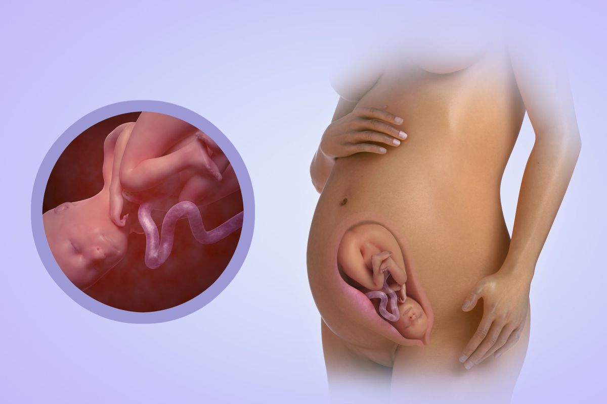 Septyni nėštumo mėnesiai (nuo 28 iki 31 savaičių)