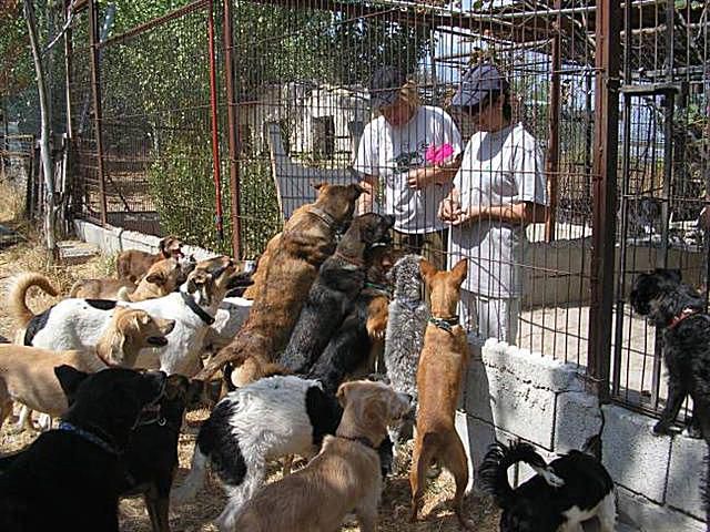 Voluntariado em um abrigo de animais