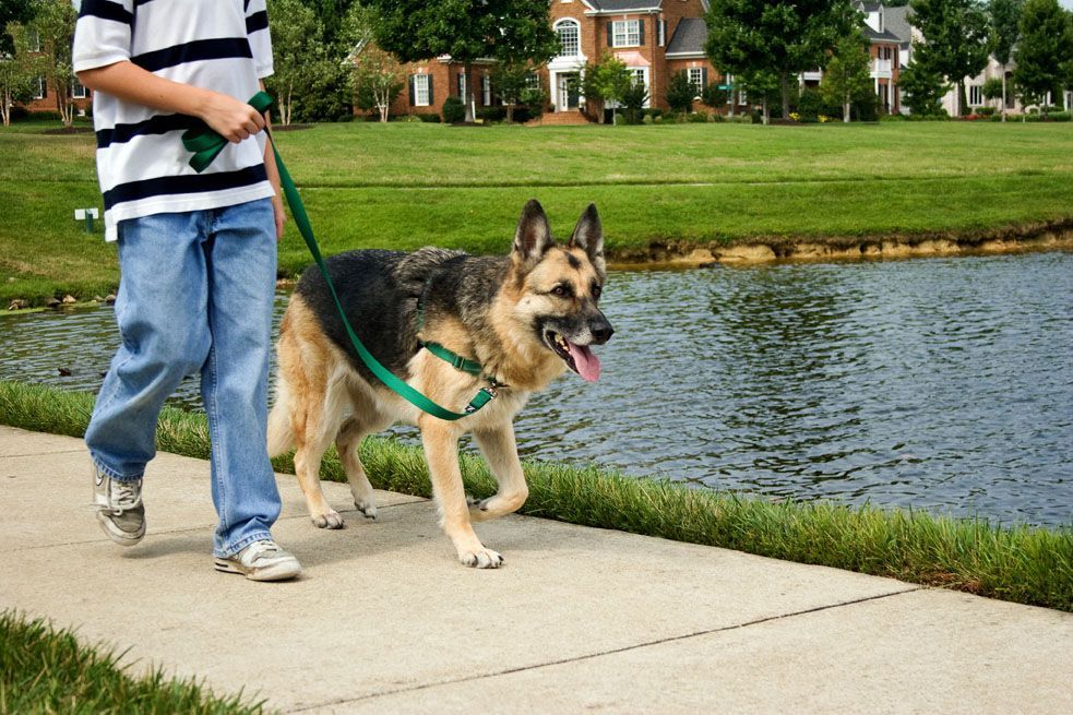 Kaip vaikščioti šunį ant pavadėlio