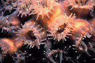Kas yra koraliniai rifai?