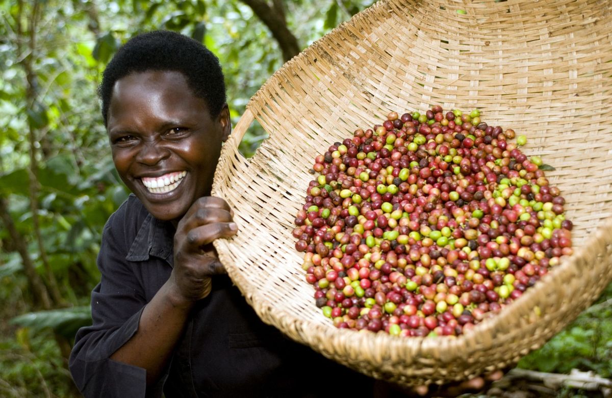 Fördelarna med ekologiskt fair trade-kaffe