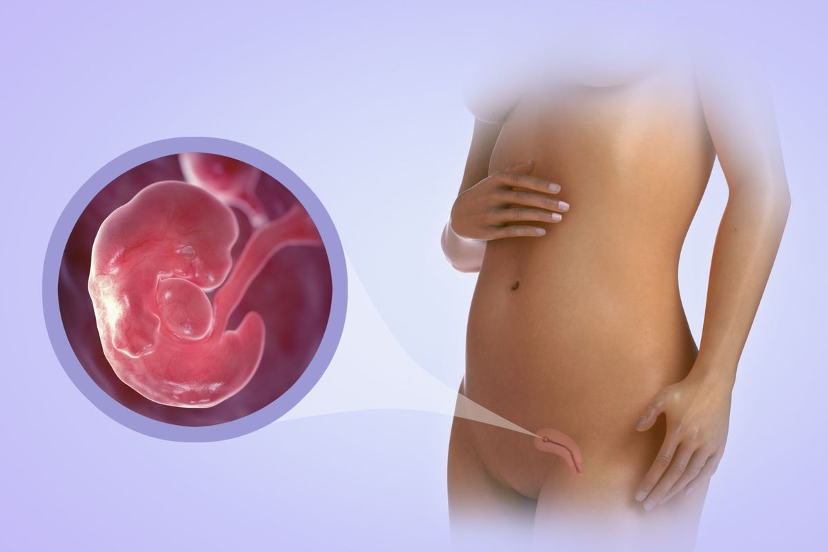Zweiter Schwangerschaftsmonat (Woche 5 bis 8)