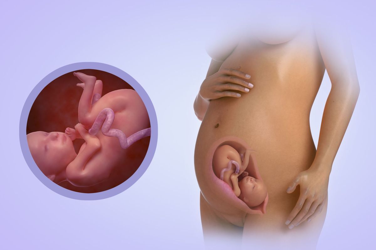 Šeši nėštumo mėnesiai (nuo 23 iki 27 savaičių)