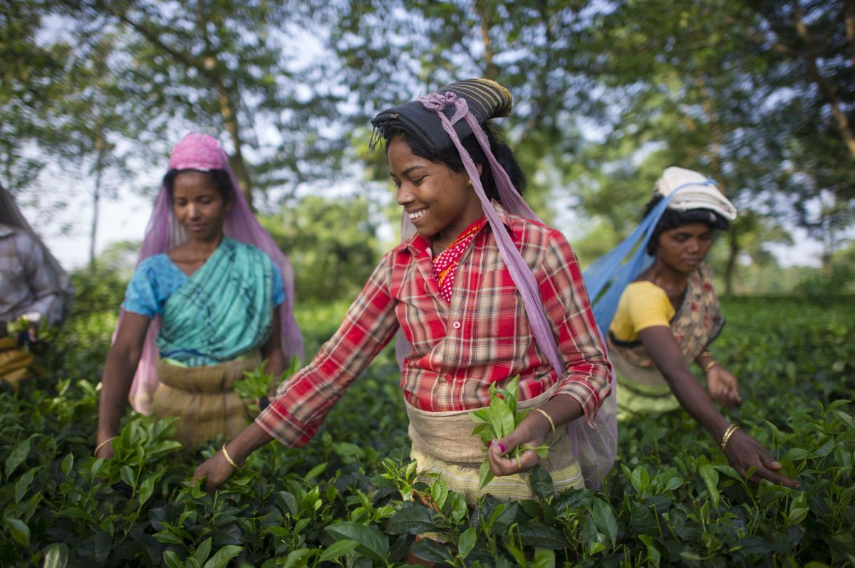 Ceilono arbata išskirtinė Šri Lankos arbata