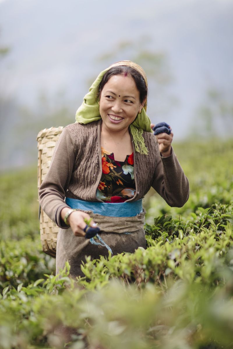 Darjeeling čaj, nejvíce oceňovaný černý čaj