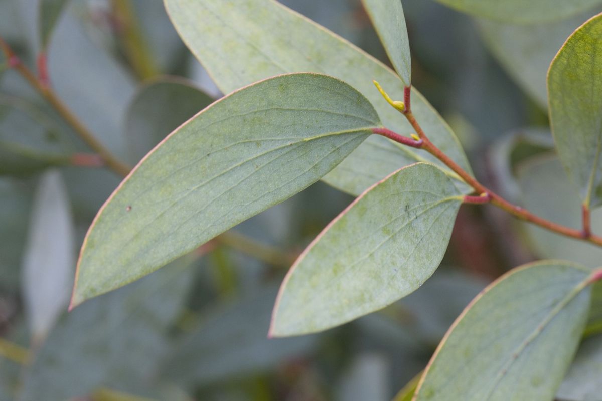 Gebrauch und Nutzen von Eukalyptus